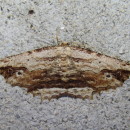 Menophra abruptaria (Thunberg, 1792)Menophra abruptaria (Thunberg, 1792)