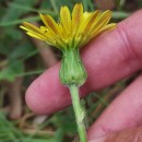 Scorzonera humilis L.Scorzonera humilis L.