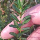Euphorbia polygalifolia Boiss. & Reut. subsp. hirta (Lange) M. LaínzEuphorbia polygalifolia Boiss. & Reut. subsp. hirta (Lange) M. Laínz