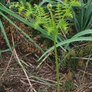 Pteridium aquilinum (L.) KuhnPteridium aquilinum (L.) Kuhn