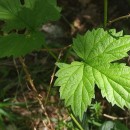 Humulus lupulus L.Humulus lupulus L.