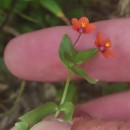 Lysimachia arvensis (L.) U.Manns & Anderb.Lysimachia arvensis (L.) U.Manns & Anderb.