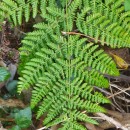 Dryopteris dilatata (Hoffm.) A. GrayDryopteris dilatata (Hoffm.) A. Gray