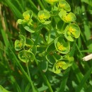 Euphorbia portlandica L.Euphorbia portlandica L.