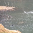 Fulica atra Linnaeus, 1758Fulica atra Linnaeus, 1758