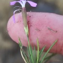 Dianthus langeanus Willk.Dianthus langeanus Willk.