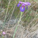Xiphion boissieri (Henriq.) RodionXiphion boissieri (Henriq.) Rodion