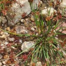 Juncus bulbosus L.Juncus bulbosus L.