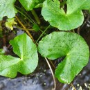 Caltha palustris L.Caltha palustris L.