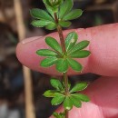 Galium mollugo L.Galium mollugo L.