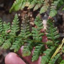 Dryopteris dilatata (Hoffm.) A. GrayDryopteris dilatata (Hoffm.) A. Gray