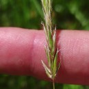 Anthoxanthum odoratum L.Anthoxanthum odoratum L.