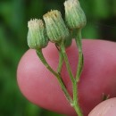 Erigeron sumatrensis Retz.Erigeron sumatrensis Retz.