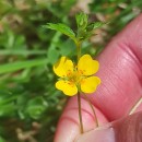 Potentilla erecta (L.) Raeusch.Potentilla erecta (L.) Raeusch.