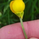 Ranunculus bulbosus  L.Ranunculus bulbosus  L.