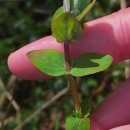 Hypericum elodes L.Hypericum elodes L.