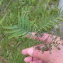 Acacia dealbata LinkAcacia dealbata Link