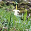 Narcissus triandrus L.Narcissus triandrus L.