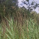 Phragmites australis (Cav.) Trin. ex Steud.Phragmites australis (Cav.) Trin. ex Steud.