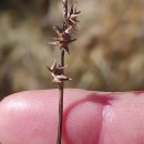 Carex echinata MurrayCarex echinata Murray