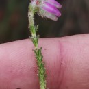 Erica tetralix L.Erica tetralix L.