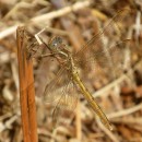 Orthetrum coerulescens (Fabricius, 1798)Orthetrum coerulescens (Fabricius, 1798)