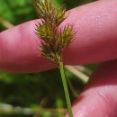 Carex leporina L.Carex leporina L.
