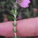 Erica tetralix L.Erica tetralix L.