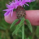 Centaurea nigra L. subsp. rivularis (Brot.) Cout.Centaurea nigra L. subsp. rivularis (Brot.) Cout.