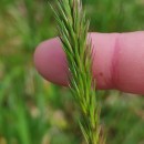 Anthoxanthum odoratum L.Anthoxanthum odoratum L.