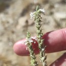 Anarrhinum duriminium (Brot.) Pers.Anarrhinum duriminium (Brot.) Pers.