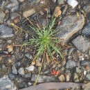 Plantago coronopus L.Plantago coronopus L.