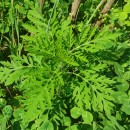 Artemisia verlotiorum Lam.Artemisia verlotiorum Lam.