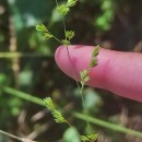 Agrostis juressi LinkAgrostis juressi Link