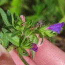 Echium rosulatum LangeEchium rosulatum Lange