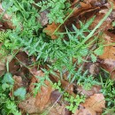 Galactites tomentosa MoenchGalactites tomentosa Moench