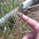 Juncus acutiflorus Ehrh. ex Hoffm.Juncus acutiflorus Ehrh. ex Hoffm.