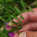 Vicia sativa L. subsp. nigra Ehrh.Vicia sativa L. subsp. nigra Ehrh.