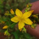 Hypericum perforatum L. subsp. perforatumHypericum perforatum L. subsp. perforatum