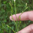 Symphyotrichum squamatum (Spreng.) G.L.NesomSymphyotrichum squamatum (Spreng.) G.L.Nesom