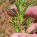 Dittrichia graveolens (L.) Desf.Dittrichia graveolens (L.) Desf.