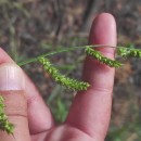 Echinochloa crus-galli (L.) Beauv.Echinochloa crus-galli (L.) Beauv.