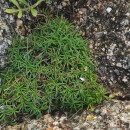 Armeria pubigera (Desf.) Boiss.Armeria pubigera (Desf.) Boiss.