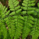 Dryopteris guanchica Gibby & JermyDryopteris guanchica Gibby & Jermy