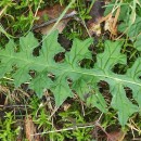 Cirsium filipendulum LangeCirsium filipendulum Lange