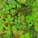 Ceratocapnos claviculata (L.) LidénCeratocapnos claviculata (L.) Lidén
