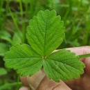 Potentilla sterilis (L.) GarckePotentilla sterilis (L.) Garcke