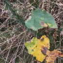 Betula celtiberica Rothm. & Vasc.Betula celtiberica Rothm. & Vasc.