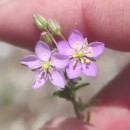 Spergularia rubra (L.) J. & C. PreslSpergularia rubra (L.) J. & C. Presl