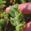 Hypericum elodes L.Hypericum elodes L.